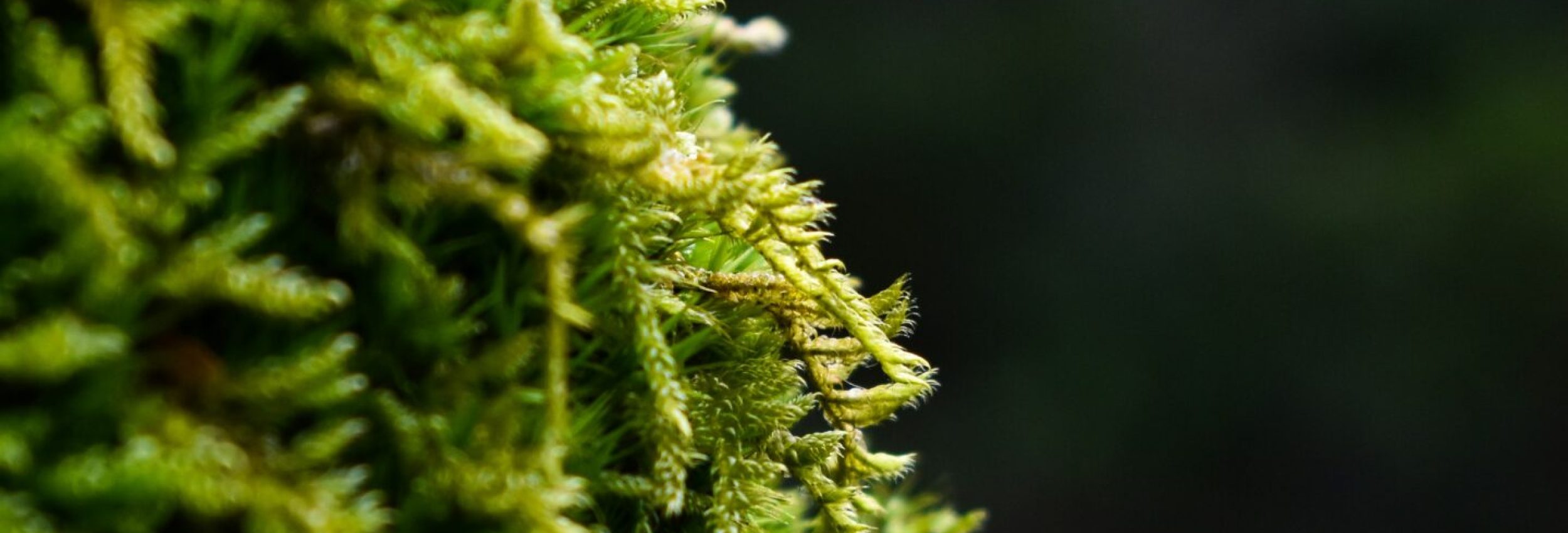 artem-makarov-Dvuq07ADN3c-unsplash