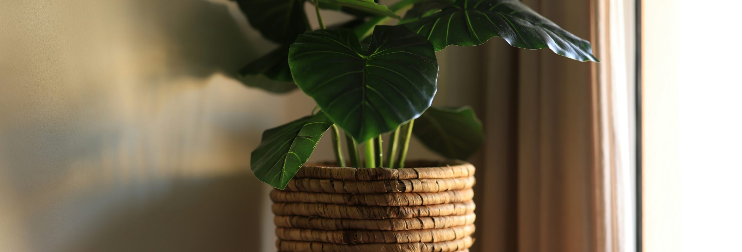 chema-photo-e4HoI-BZz5Q-unsplash